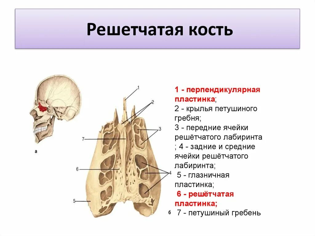 Петушиный гребень решетчатой кости. Решетчатая кость глазничная пластинка. Передние и средние ячейки Лабиринта решетчатой кости. Решетчатая кость воздухоносные ячейки. Где находится гребень