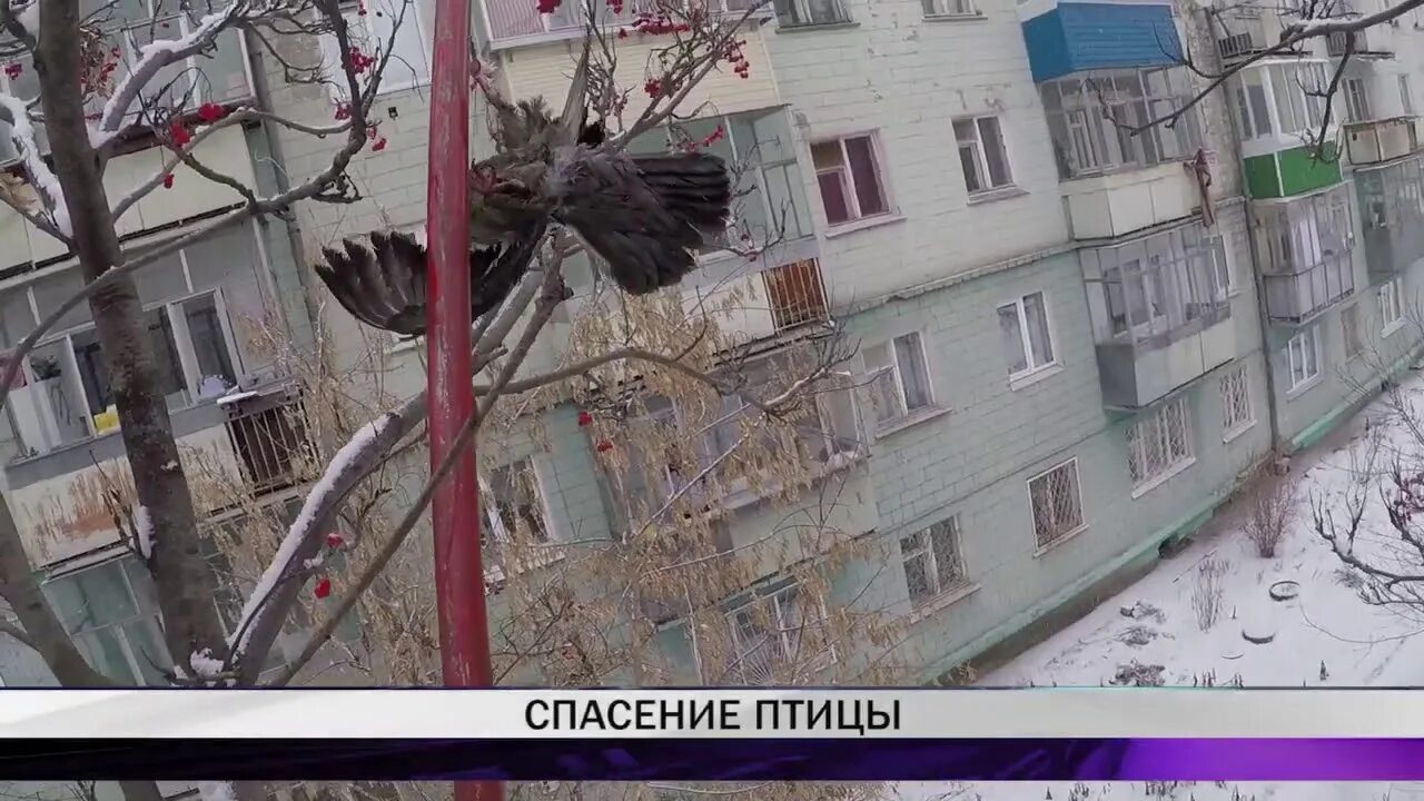 Девочки поможете спасти птицу отпугнув. Спас птицу. птица спасатель. спасите птичку 121 уровень.