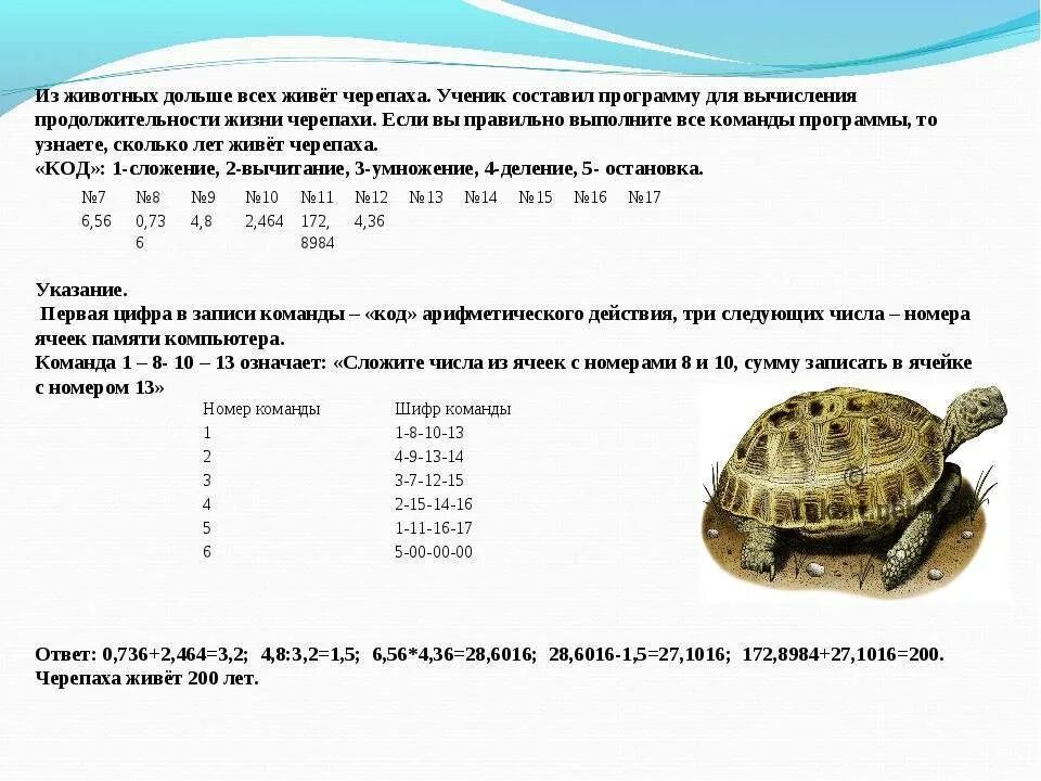 Время жизни черепах. Размер панциря красноухой черепахи по годам. как определить возраст красноухой черепахи по панцирю. среднеазиатская сухопутная черепаха размеры. таблица определения возраста красноухой черепахи.