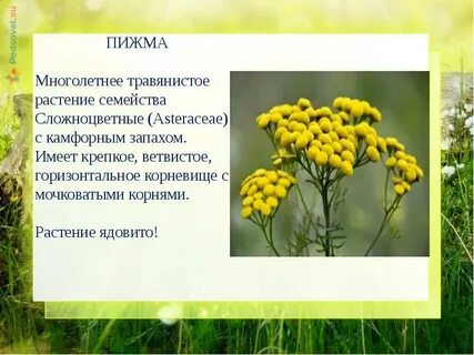 Растения из красной книги урала