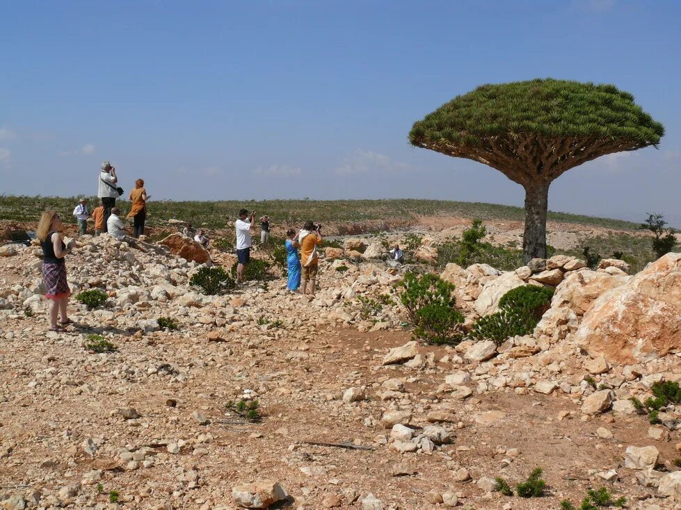 туризм в остров сокотра йемен. растения острова сокотра. остров сокотра фото. туризм в остров сокотра йемен. сокотра туристы.