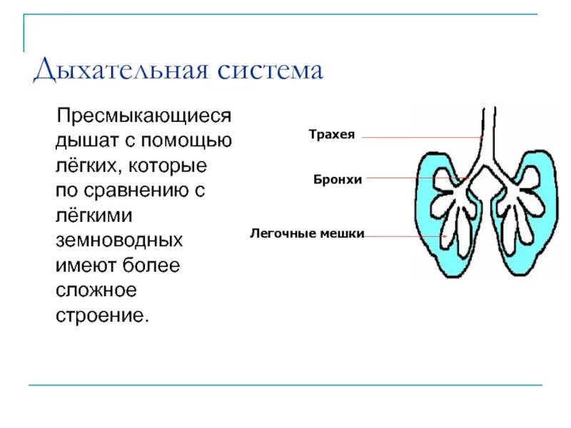 Пресмыкающиеся строение дыхательной системы. Дыхательная система пресмыкающихся легкие. Дыхательная система рептилий. Органы дыхательной системы рептилий. Сравните дыхательную систему рептилии и амфибии