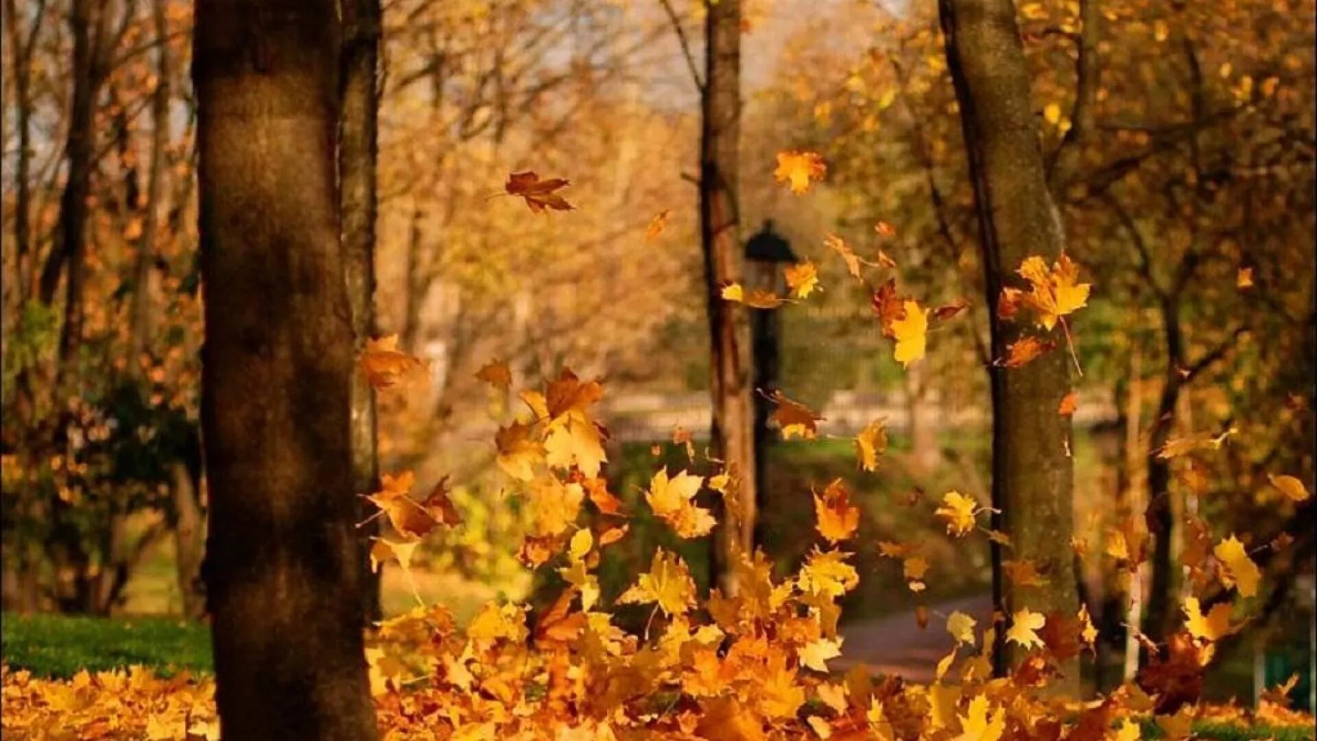 осенний полыхает в лесу,. осенний листопад. осень листопад. осенний сад промокшая скамейка. осеннее небо.