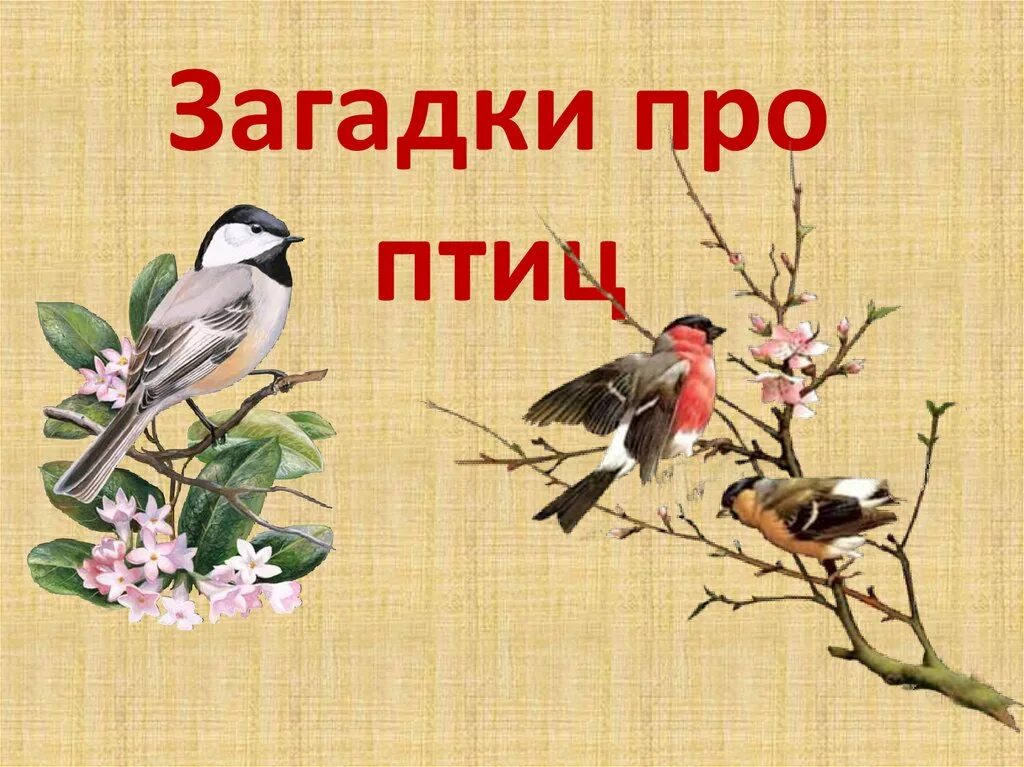 День птиц загадки. Загадки про птиц. загадки про птиц для детей. загадки про птиц для дошкольников. загадка про птичку.