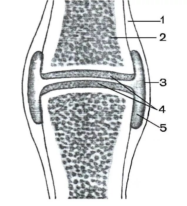Прерывное соединение кости. Гиалиновый хрящ суставная головка. Надкостница коленного сустава. Хрящ суставной поверхности кости. Соединение костей хрящи суставы.