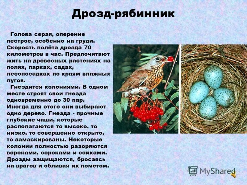 Птицы Краснодарского края: фото, названия и описания (каталог)