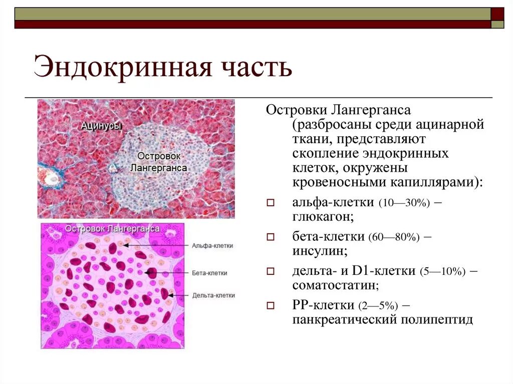 Эндокринные клетки островков лангерганса. Строение поджелудочной железы островки Лангерганса. Альфа клетки островков Лангерганса. Инсулин островки Лангерганса. Островками Лангерганса поджелудочной железы животных.