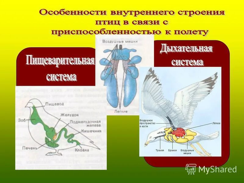 Внешнее и внутреннее строение птиц. Какие особенности строения птиц связаны. Особенности мускулатуры птиц связанные с полетом. Строение птицы 7 класс биология. Особенности внутреннего строения птиц связанные с полетом.