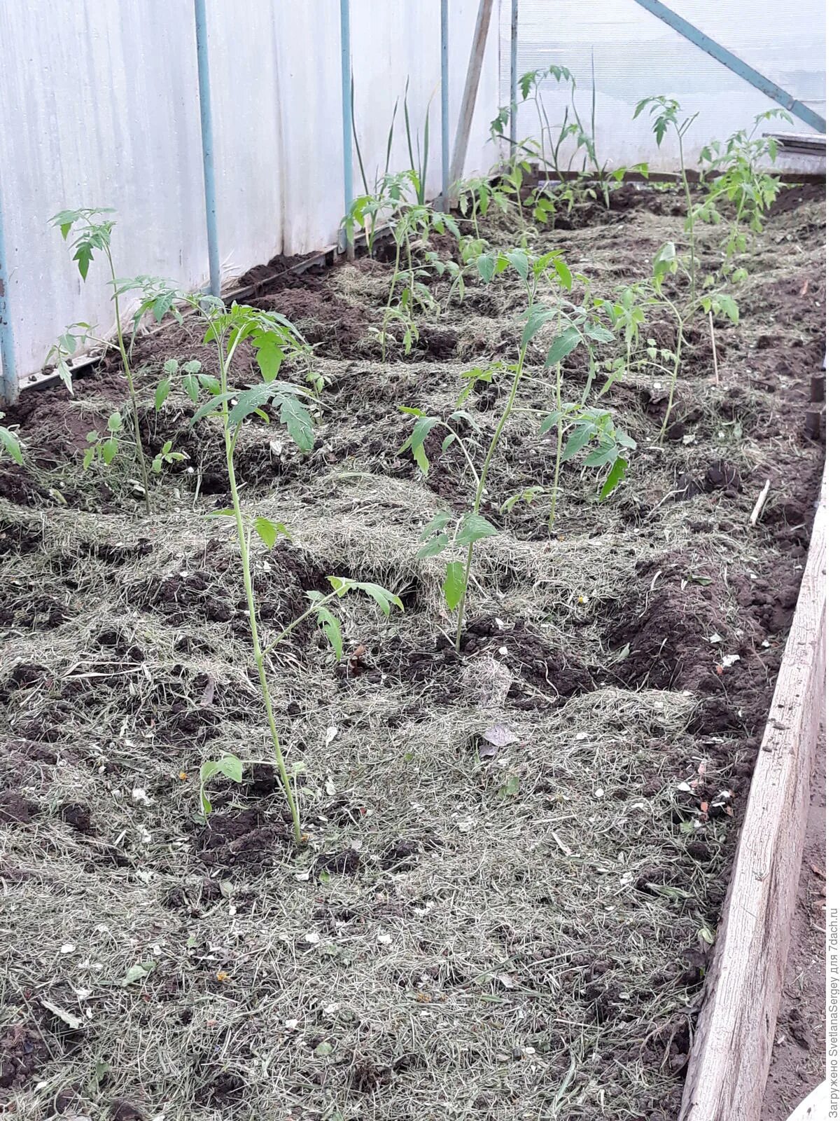 Не развивается корневая система у томатов