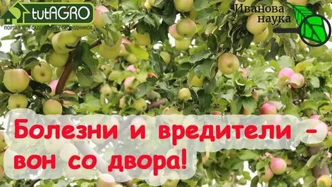 Обработка яблонь от болезней и вредителей
