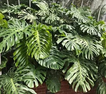Known plants