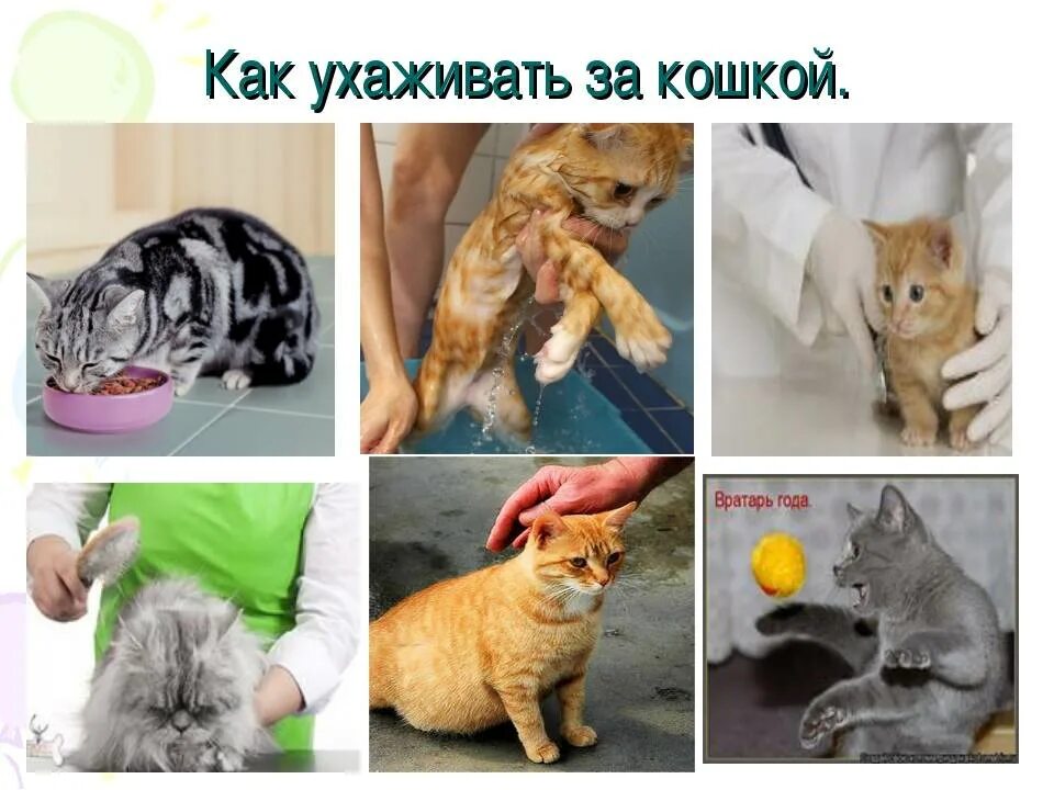 Ухаживание за кошкой. Правила ухода за кошкой. Как ухаживать за котами и кошками. Как надо ухаживать за кошками. Как заботиться о кошке