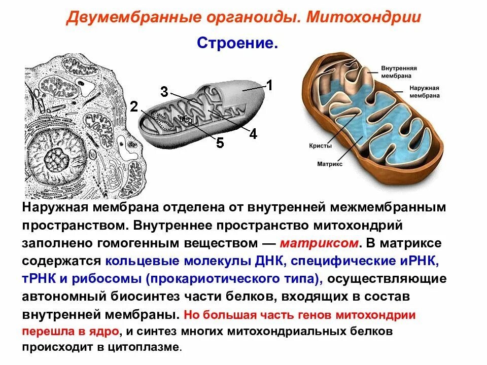 Какой основной компонент содержится в цитоплазме. Содержание воды в цитоплазме колеблется в пределах. Влияние кальция и калия на вязкость цитоплазмы. Влияние катионов на вязкость цитоплазмы. Золь и гель в цитоплазме.