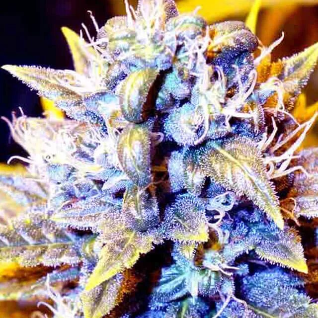 Самый популярный сорт. Канабис сорт black. jenke’s kush сорт. сорт марихуаны кассандра. grover сорт марихуаны.