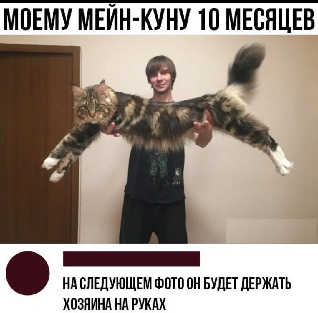 Мейн кун котята пит-к Мистер Кун. Продажа