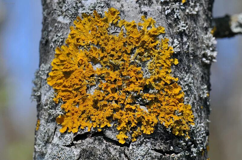 Куст лишайника. Куст лишайника. Кедровая падь мхи. Вредные лишайники на деревьях. Дубовый мох лишайник.