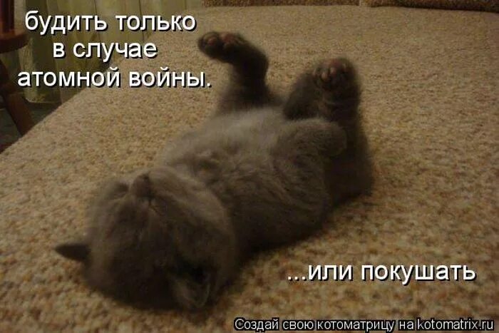 Сплю не будить. Кошка спит она устала. Будить не стала. Хозяин проснись. Таня спит она устала стихотворение.