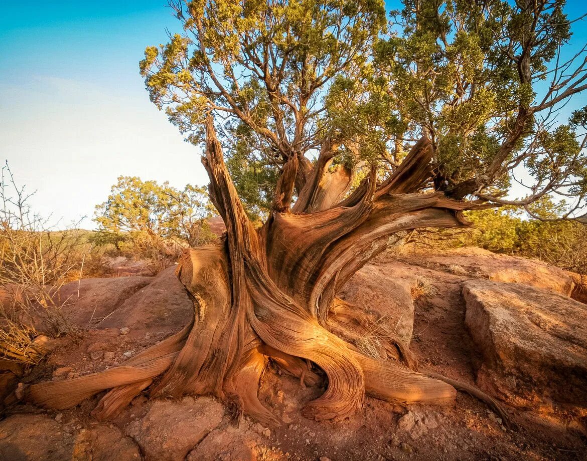 Old tree