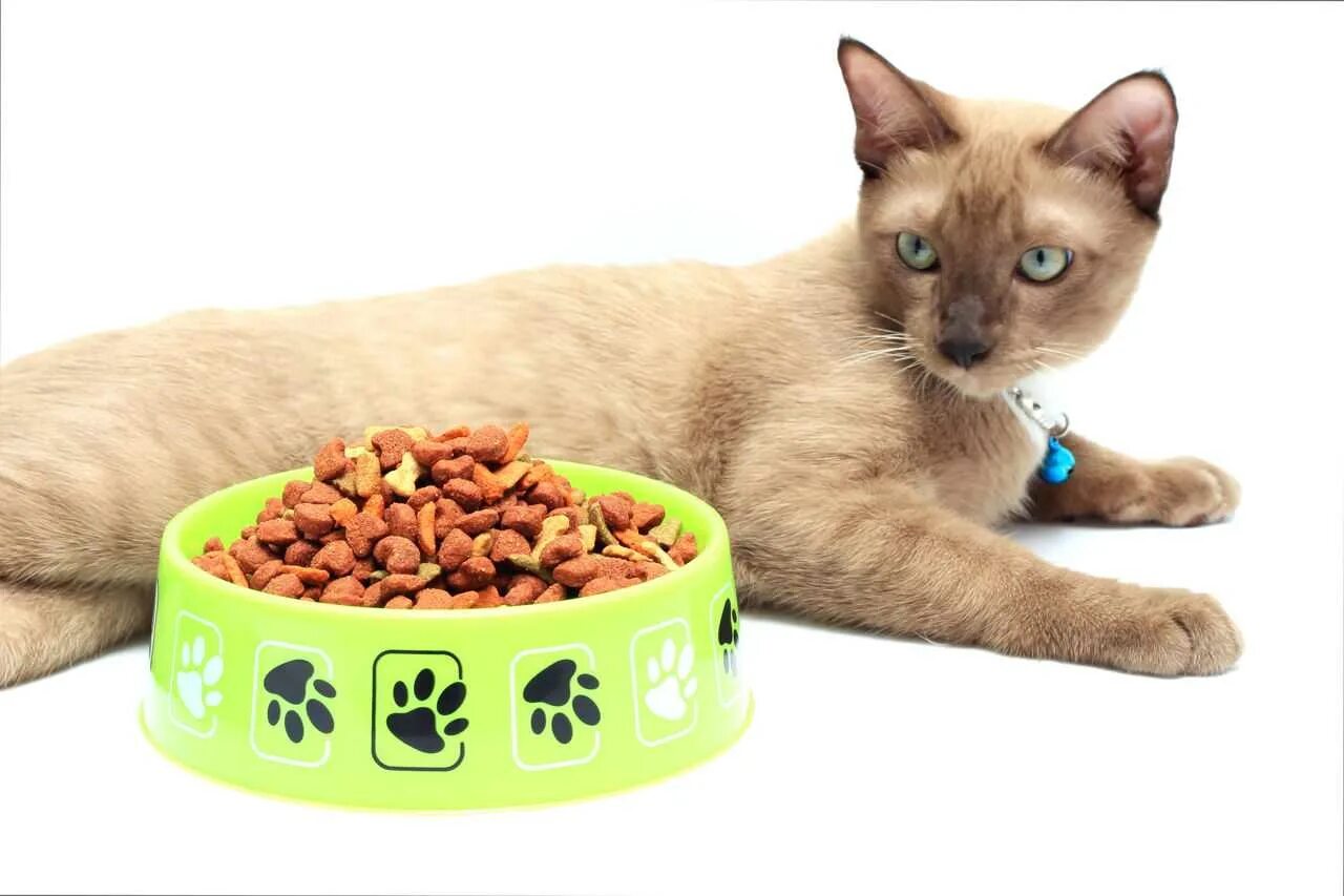 Кот плохо ест корм. Кошачий корм appetite. котенок аппетит. кошка отказывается от корма. корм для кошек с плохим аппетитом.