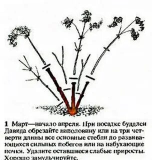 Как обрезать будлею осенью на зиму правильно