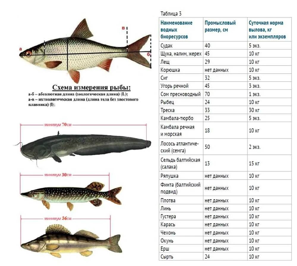 Нормы лова. Размер судака разрешенный к вылову. Размер рыбы разрешенной к вылову. Норма и Размеры ловли рыбы. Таблица размера разрешенной рыбы.