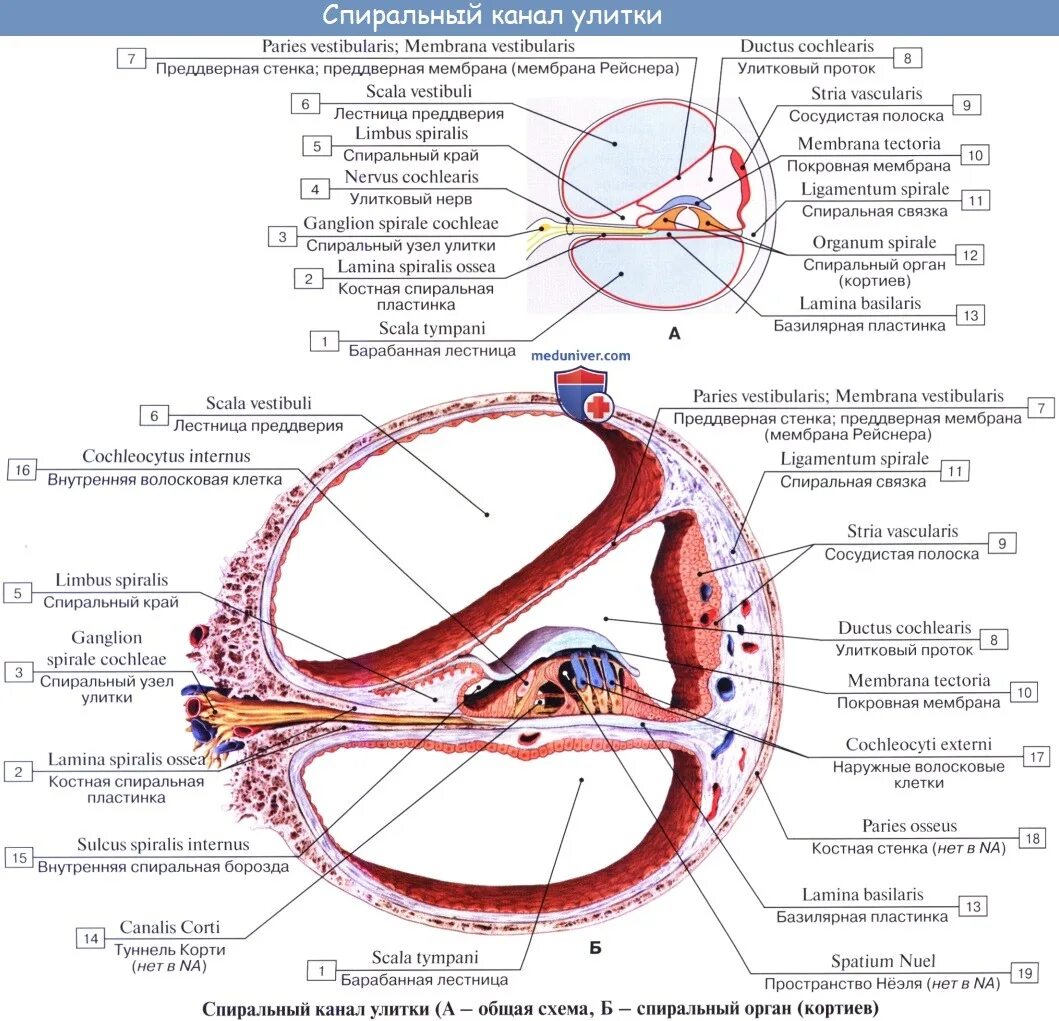 Барабанная стенка улиткового протока. Кортиев орган костная пластинка. Костный Лабиринт внутреннего уха срез. Поперечный срез улитки внутреннего уха. Таблица каналы улитки