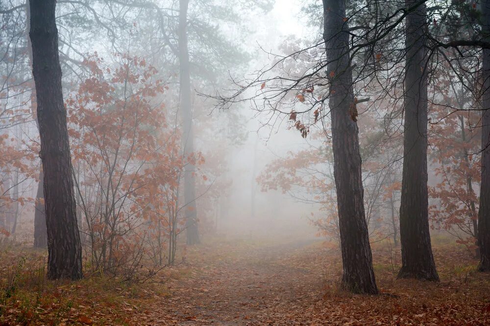 Туманная роща. Туманная роща. Туманная роща. Сумрачный лес арт фэнтези. Джеймс миллс туманные пейзажи.