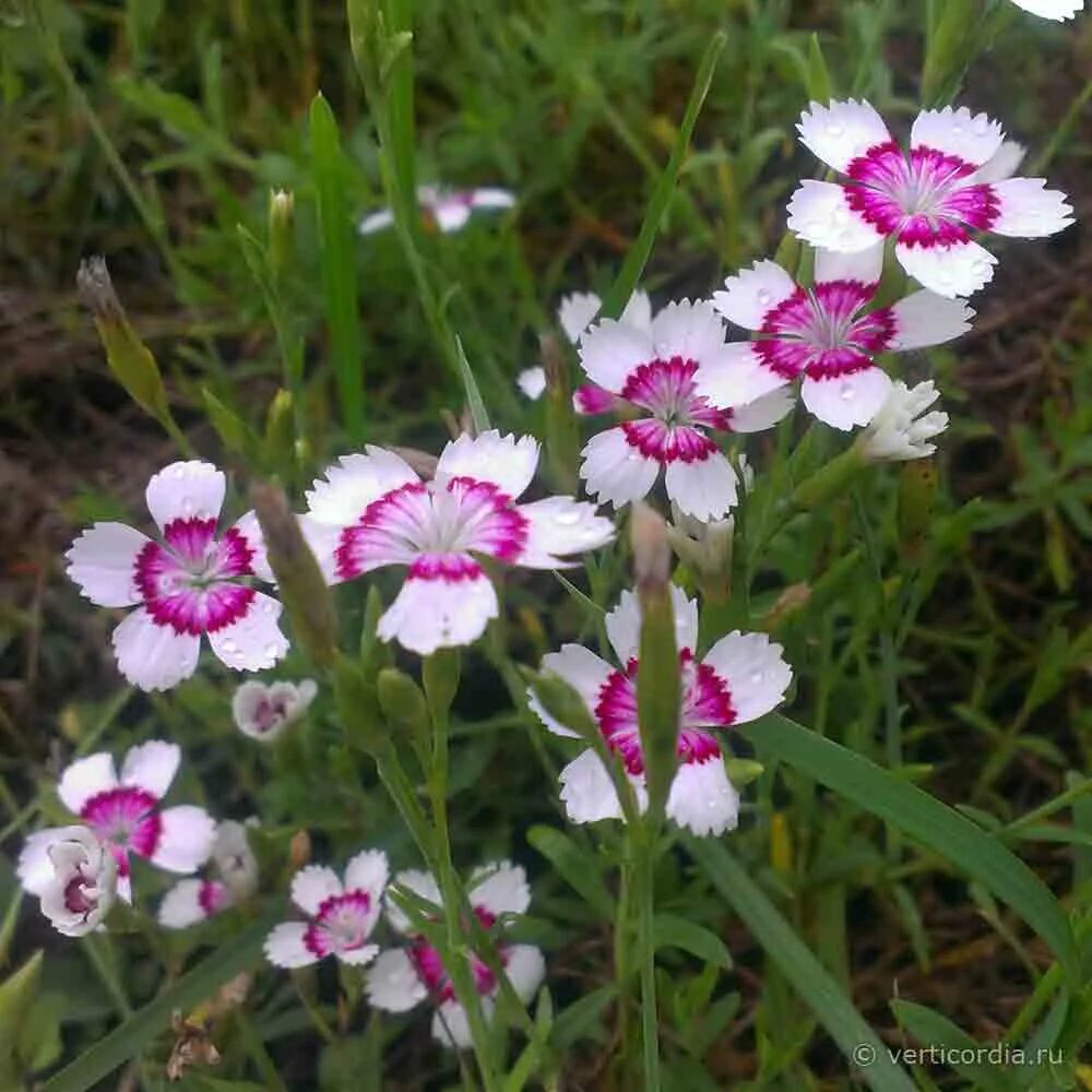 Гвоздика травянка уход. Гвоздика травянка. Гвоздика травянка (Dianthus deltoides). Гвоздика травянка Арктик Файер. Гвоздика травянка Arctic Fire.