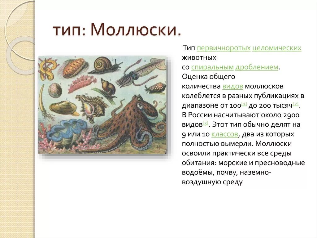 Царство животные Тип моллюски. Тип моллюски классификация. Тип моллюски насчитывает около. Моллюски систематика.