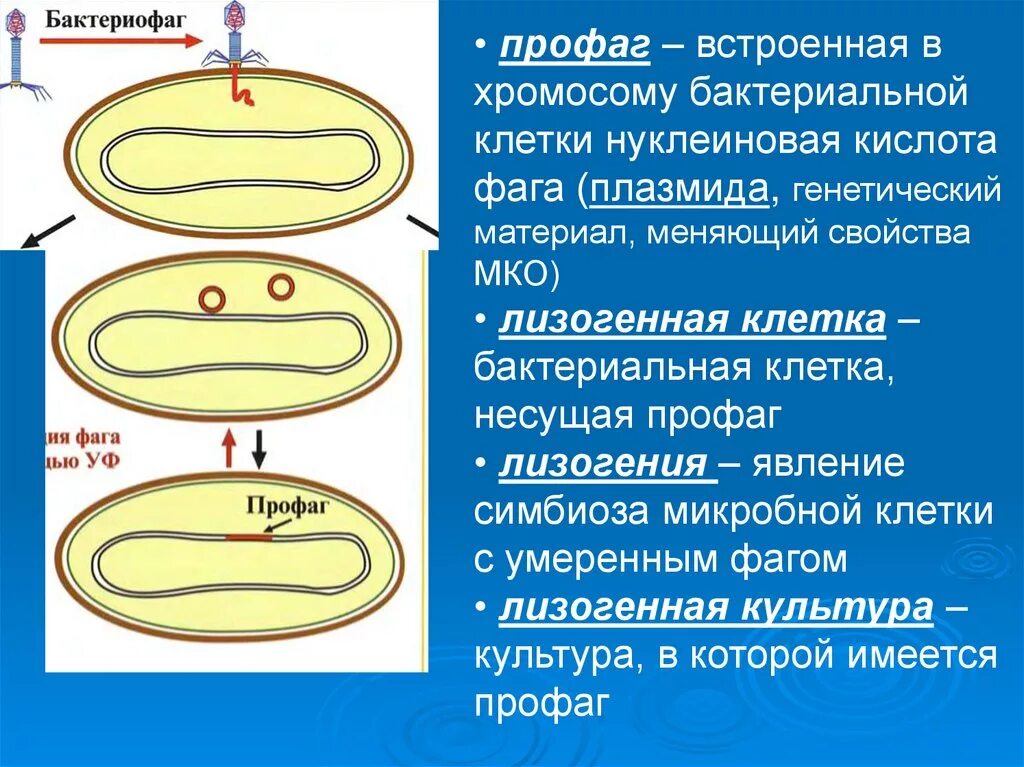 Клетка бактерии имеет днк. Профаг. Лизогения бактериофагов и бактерий. Профаг строение. Бактериофаг генетический материал.