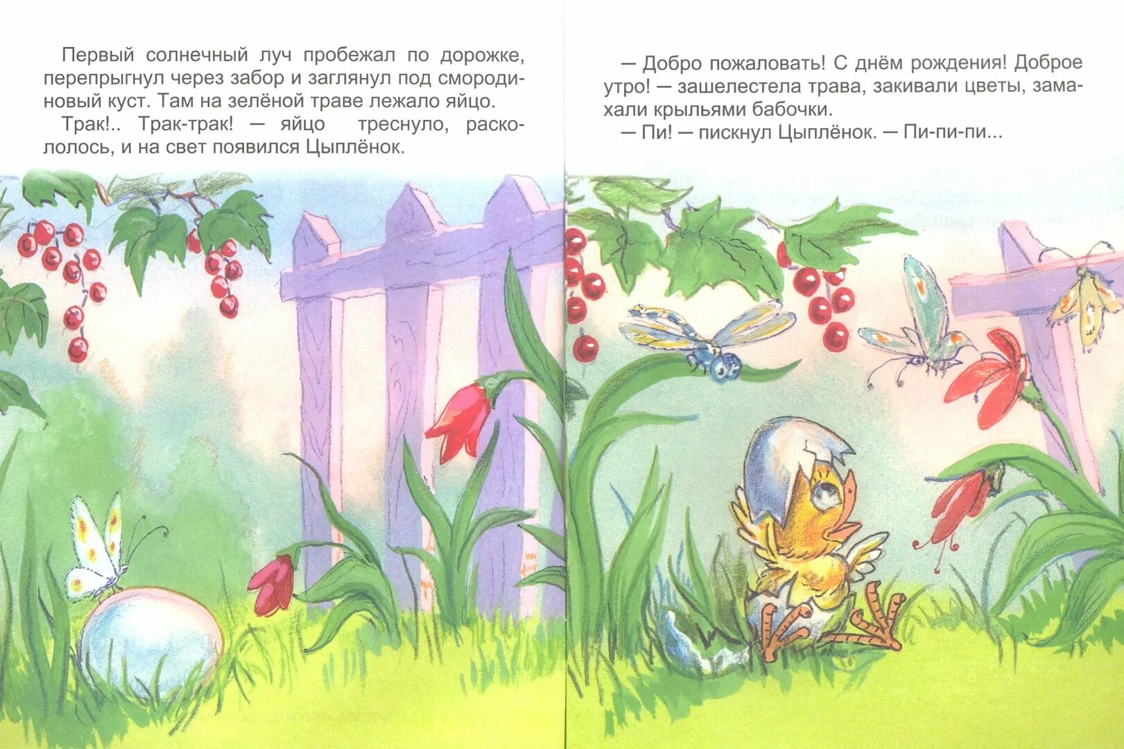 Иллюстрация желтячок. Иллюстрации к сказке чуковского цыпленок. Сказка цыпленок чуковский. К чуковский цыпленок с иллюстрациями. Г балл желтячок текст.