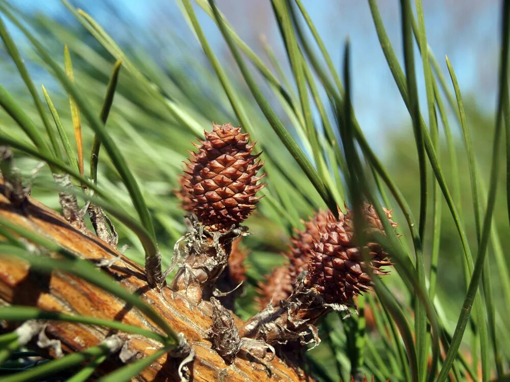 Хвойные питание. Pinus rigida. Сосна жёсткая. Сосновые (семейство). Сосновые (порядок).