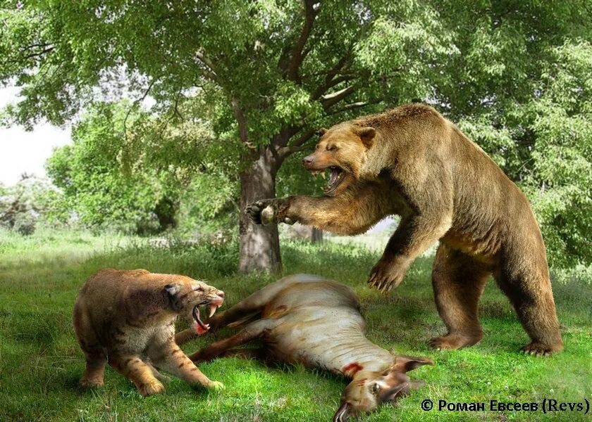 древний короткомордый медведь.