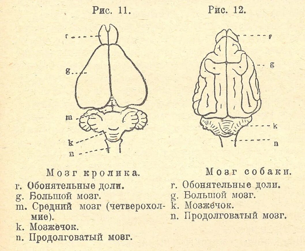 Головной мозг птиц отличается от земноводных. Отделы мозга собаки. Строение головного мозга собаки. Строение головного мозга кролика. Нервная система млекопитающих головной мозг кролика.