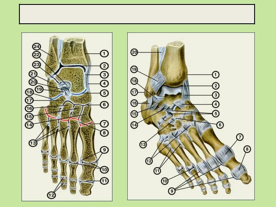 Фото стопы кости суставы. Кости стопы анатомия. Плюсневые суставы стопы анатомия. Анатомия стопы кости связки. Суставы стопы анатомия человека.