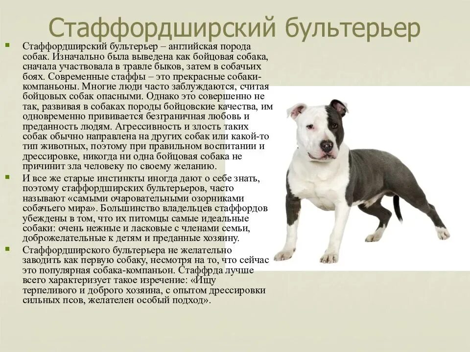 Как правильно воспитывать собаку. Собака стаффордширский бультерьер. Порода стаффордширский бультерьер. Амер стаффордширский терьер стандарт породы. Стаффордширский терьер характер породы.