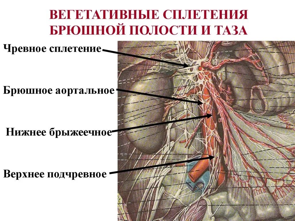 Нервные узлы и нервные стволы. Симпатический ствол анатомия. Брюшная аорта. И солнечное сплетение. Брюшное аортальное сплетение узлы. Симпатические сплетения брюшной полости.