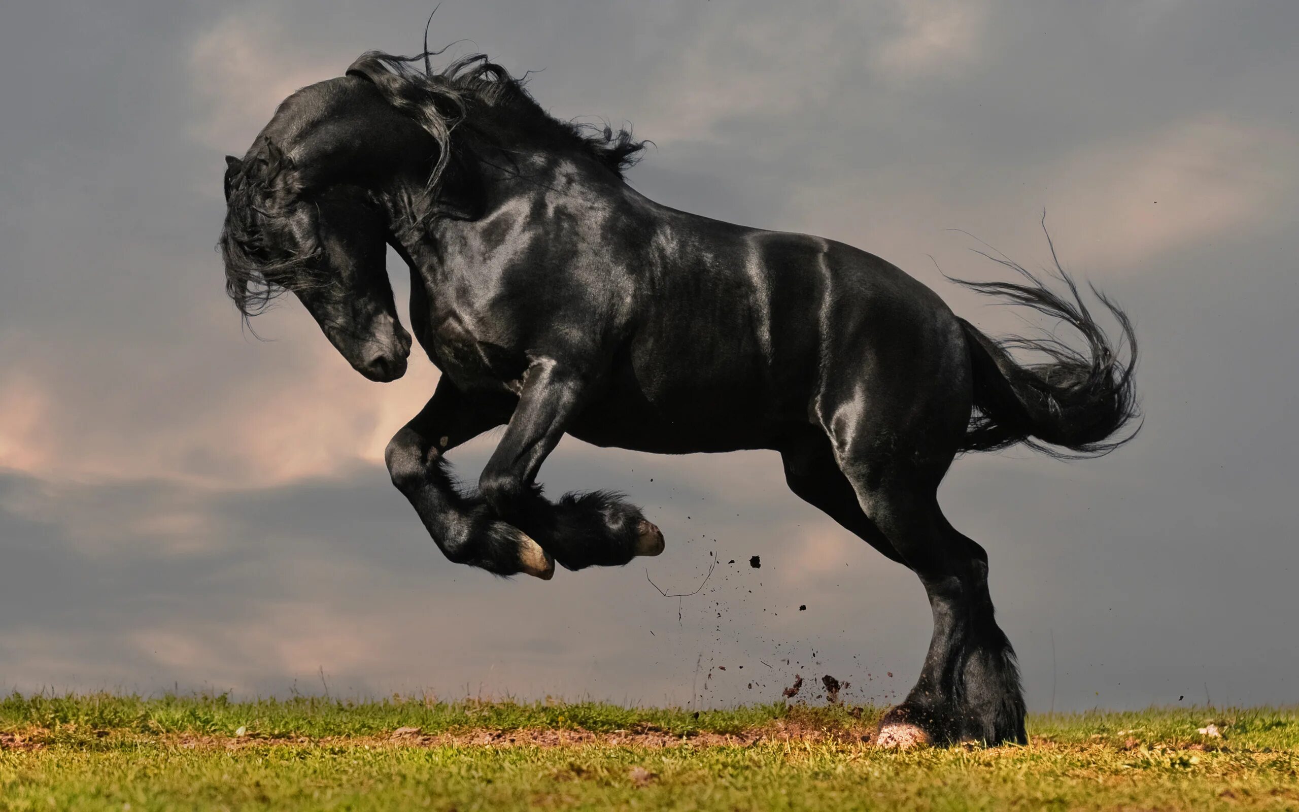 Про черного коня. Лошадь Мустанг иноходец. Фризская лошадь тяжеловоз. Фриз Фризская лошадь. Пегая Фризская лошадь.