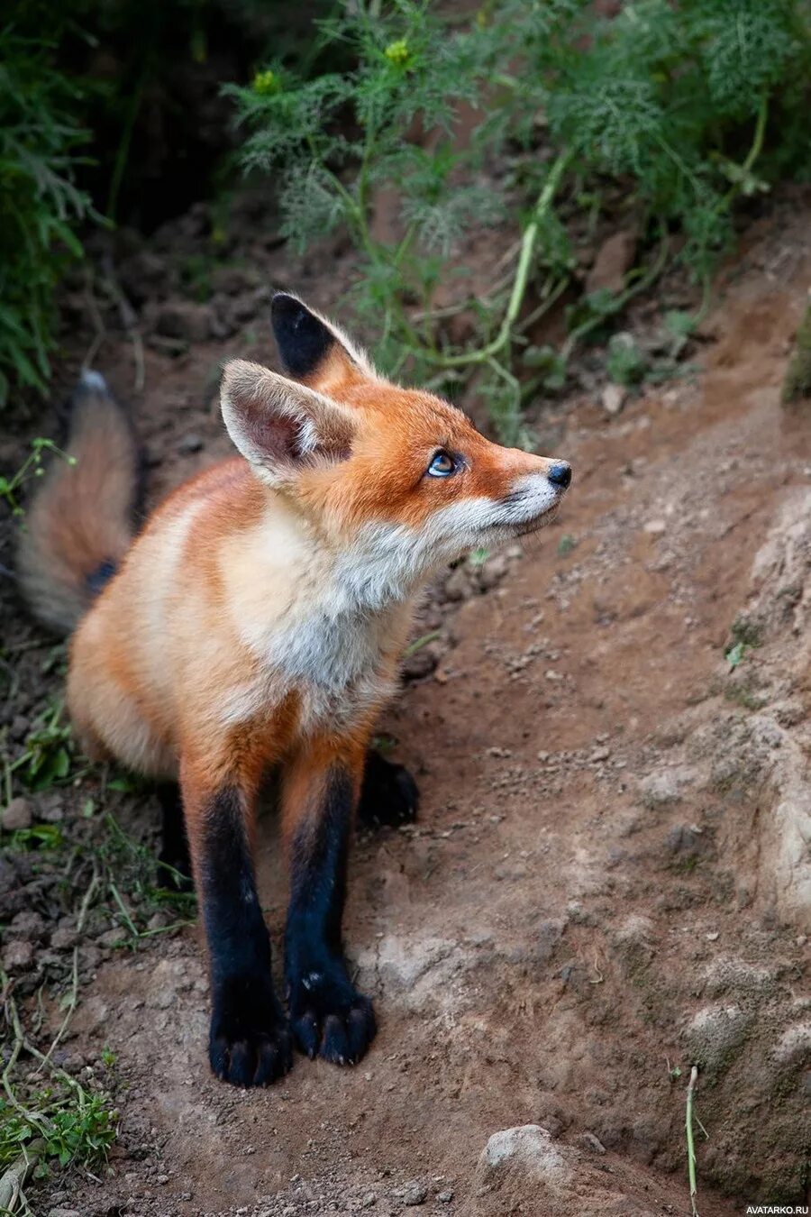 Лиса. Пушистая лиса. Лиса. Лиса бастард. Лисички живые.