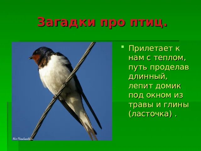 Загадки про птиц. Загадка про птичку. Загадка про ласточку. Загадки про птиц для детей.