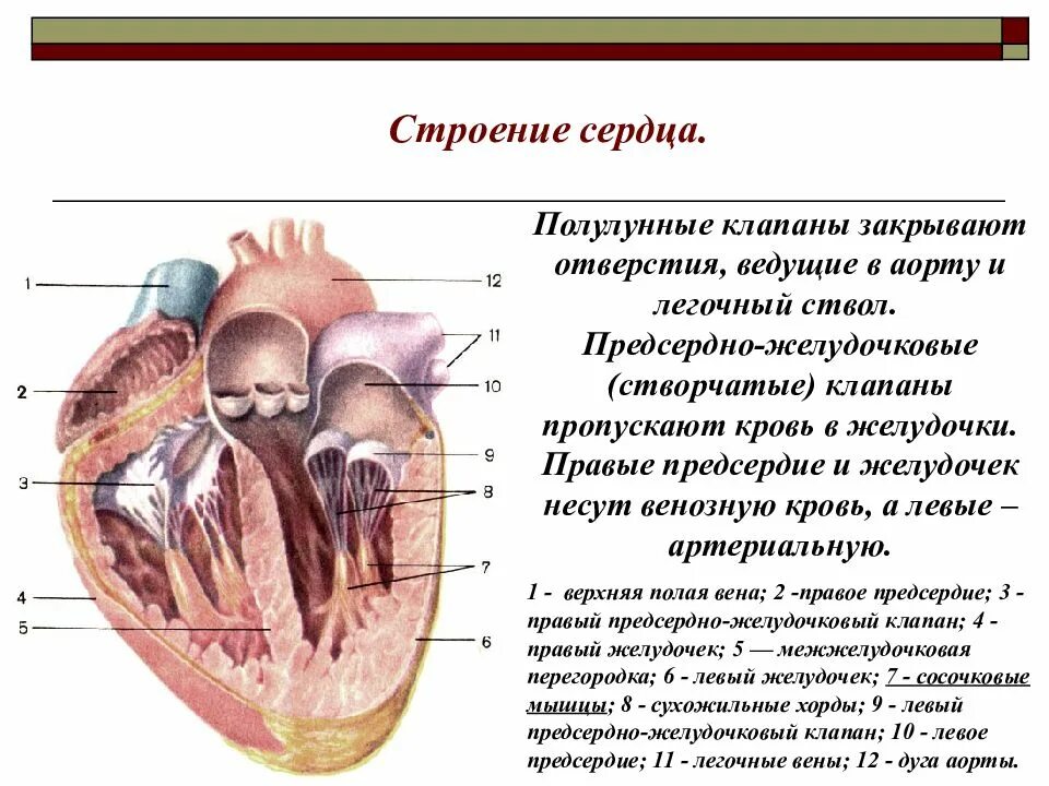 Между левым желудочком и аортой находится
