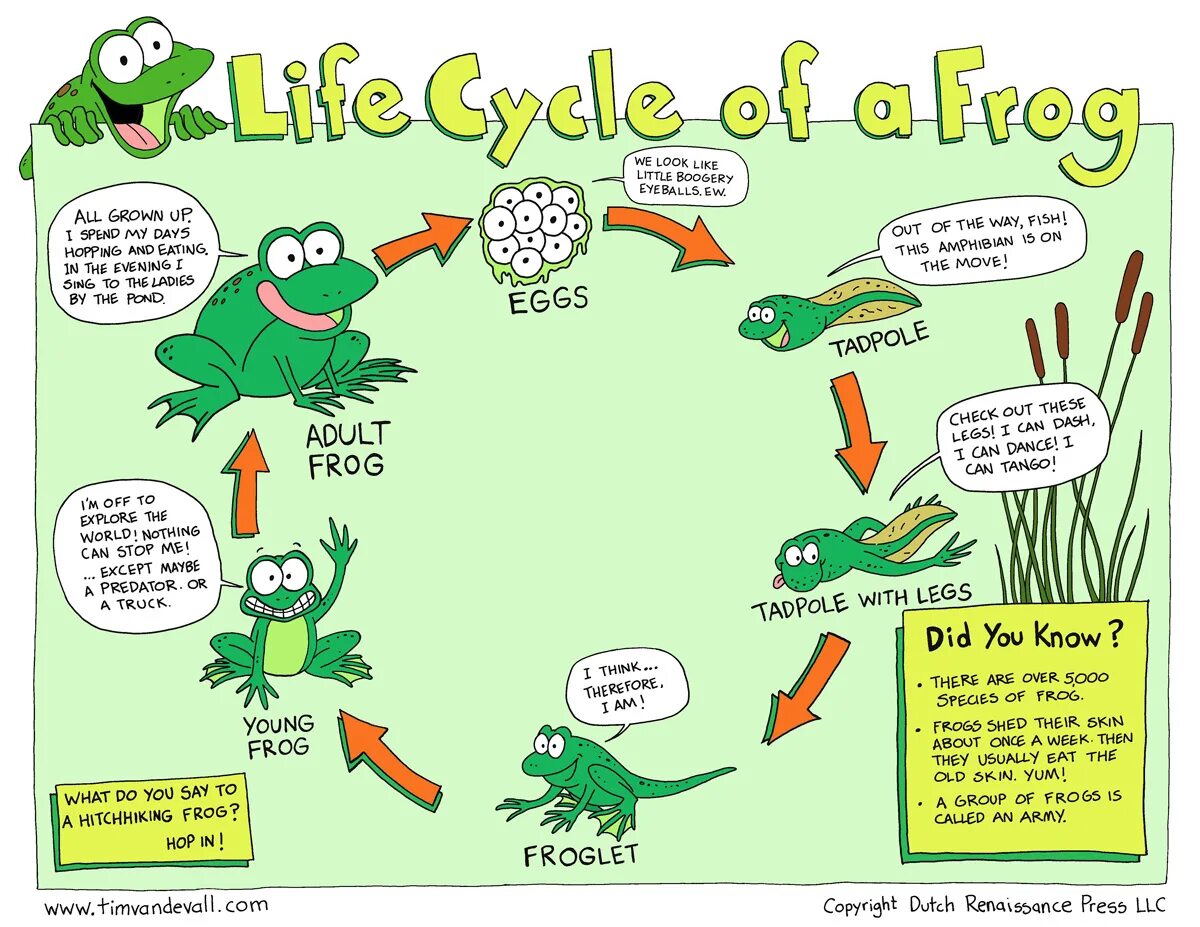 Frog Life Cycle. Life Cycles. Life circle of a Frog. The Life Cycle of a Bullfrog. Grow stories