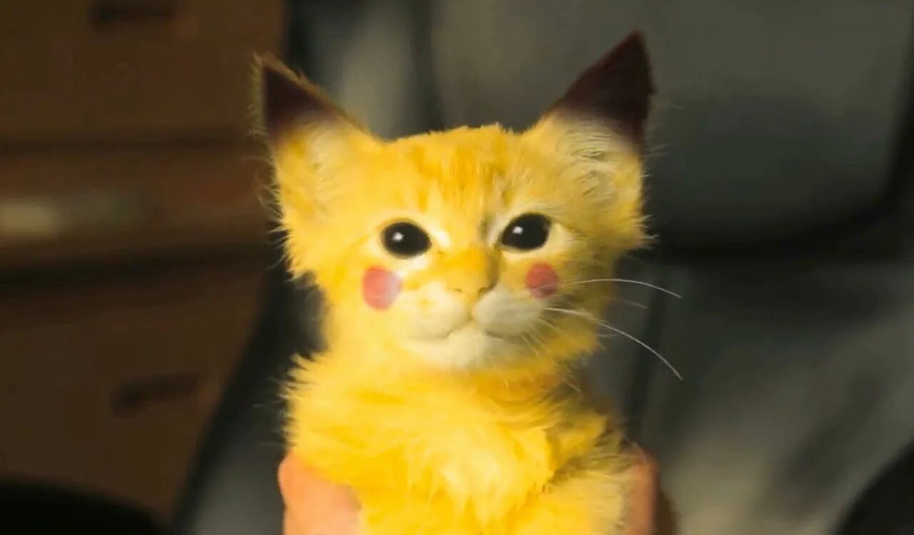 Кошечка желтая. Кот Пикачу. Желтый котик. Котенок Пикача. Желтый кот Пикачу.
