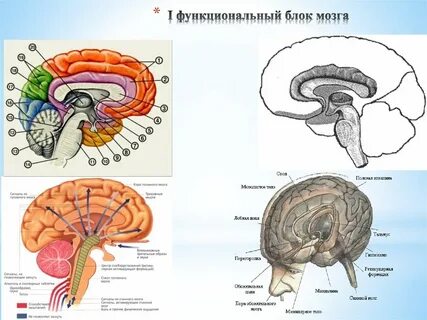 Функциональные системы головного мозга