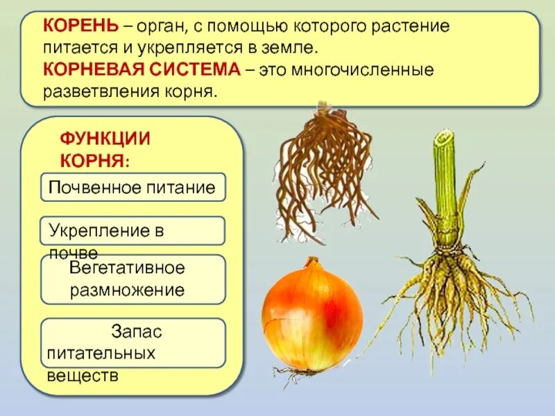 Размножение видоизмененным корнем. Подземные органы растений. Органы растений корень. Функции корня. Корневая система.