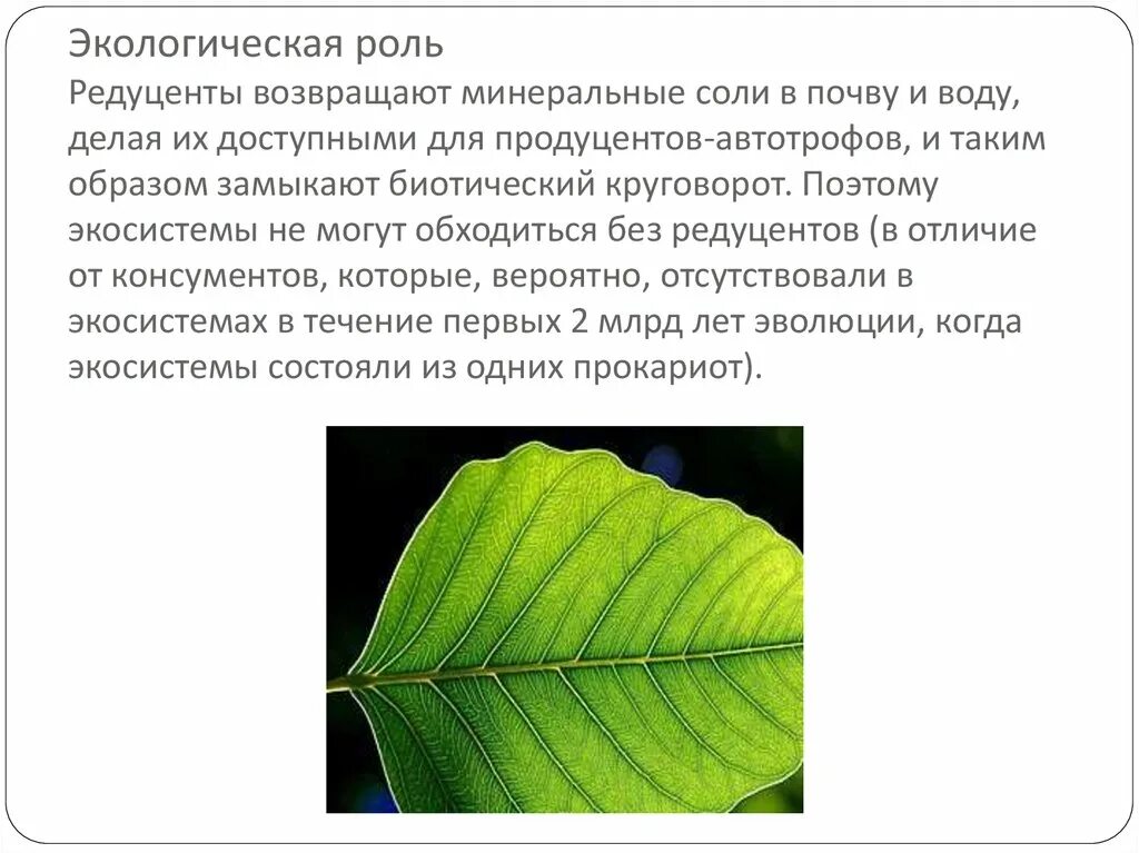 Функции редуцентов. Редуценты роль. Какова роль редуцентов в экосистемах?. Какова экологическая роль редуцентов. Экологическая роль автотрофов.