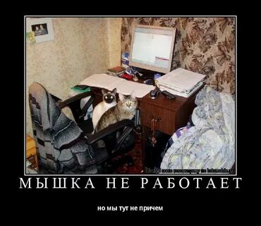 Мыши не дают спать