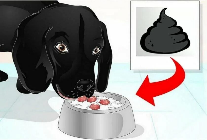 Как остановить рвоту у собаки. Собака ест экскременты. Черные экскременты собаки. У собаки черный жидкий стул.
