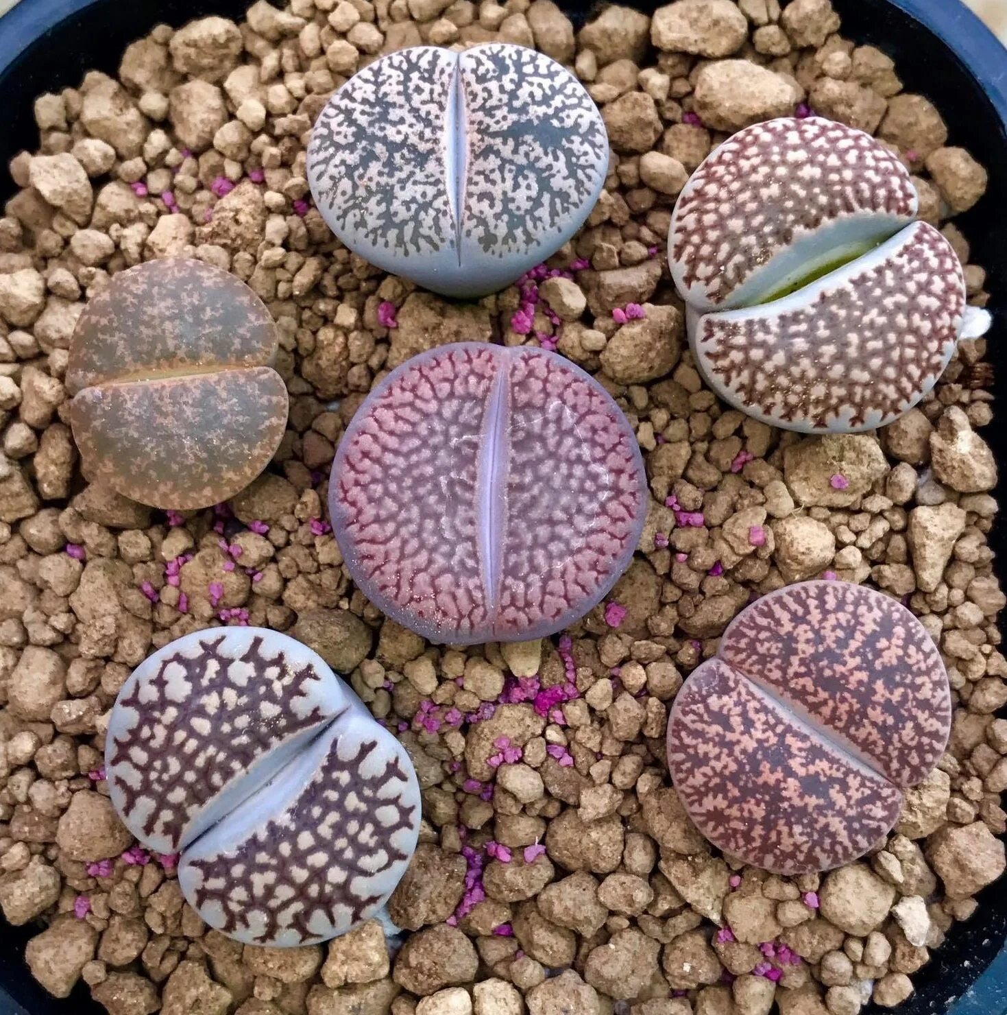 суккулент литопс конофитум. литопс джезин. цветы камни литопсы. литопс dorotheae. суккуленты литопсы.