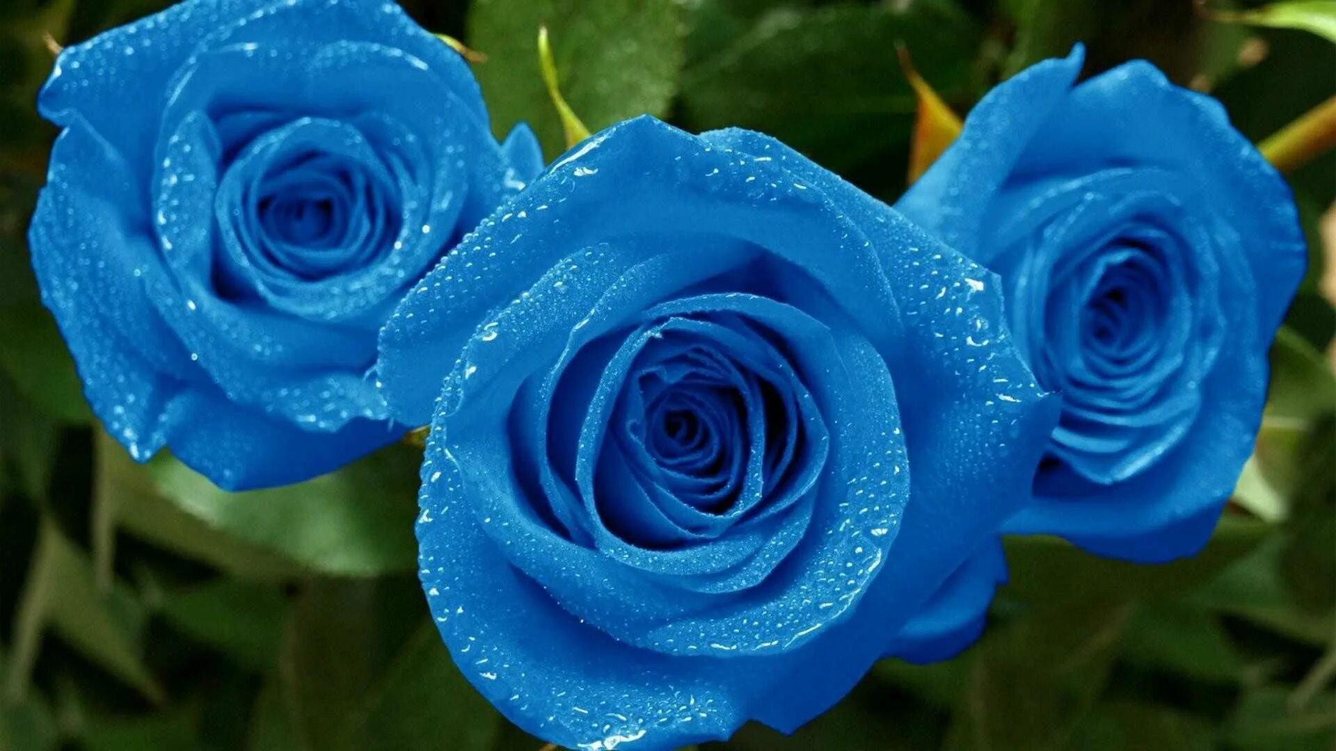 Прошу синими. ГМ-сорт розы «Applause». Синяя роза. Цветы голубые розы. С днём рождения Лилит.